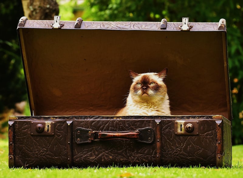 Suitcase Packing